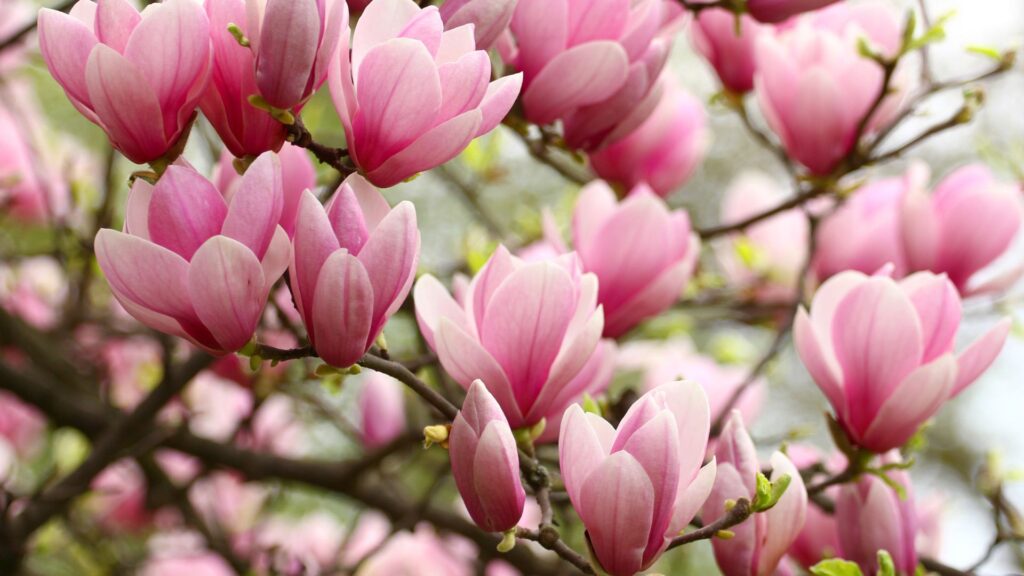 Mit jelent magnoliarol almodni 1