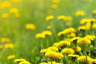 Pitypang álomban: jelentések és üzenetek a tudatalattinkból A pitypang virágok álmokban a szabad szellem és a boldogság szimbólumai, új kezdeteket jelölnek.