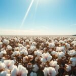 Gyönyörű gyapotföld napfényben, bőség és termékenység szimbolikája.