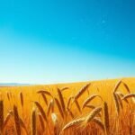 Búzamező a kék ég alatt, a bőség és termékenység szimbóluma