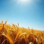 Érett búza mező napfényben, amely álmokat idéz.