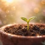 - Csírázás álomként a belső fejlődés lassú, finom kibontakozása a napokban.